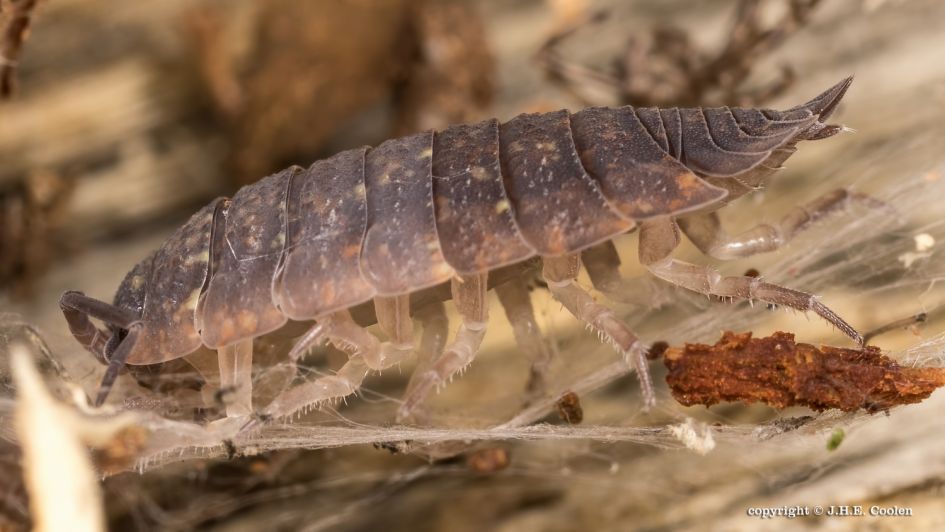 Op hoge poten - Geleedpotigen - Pissebed